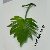 Philodendron Radiatum Variegated Cuttings - Indoor Rare Plant - Large Form - Plants Lover Gift - Live Plant - SAME Cutting - US Seller