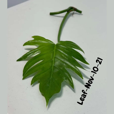 Philodendron Radiatum Variegated Cuttings - Indoor Rare Plant - Large Form - Plants Lover Gift - Live Plant - SAME Cutting - US Seller