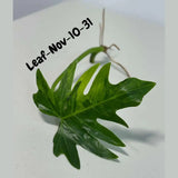 Philodendron Radiatum Variegated Cuttings - Indoor Rare Plant - Large Form - Plants Lover Gift - Live Plant - SAME Cutting - US Seller