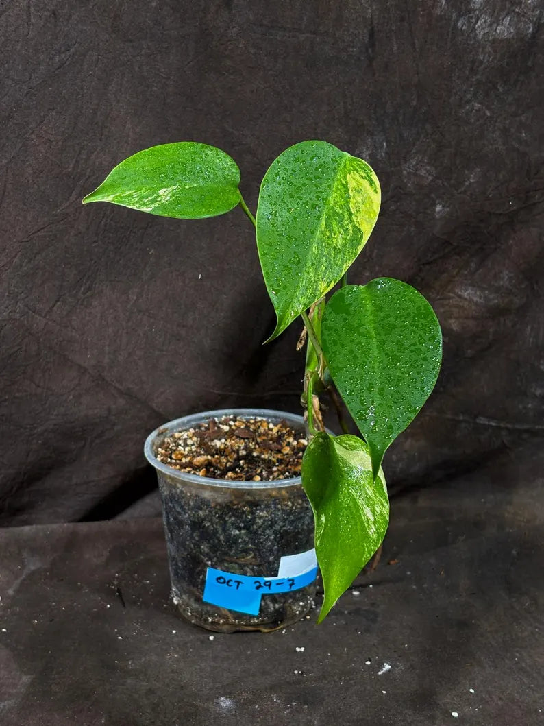 Monstera Aurea Variegated Borsigiana in a Nursery Pot - Monstera Aurea Top Cut Potted Plant - Monstera Marmota - Same Plant - US Seller