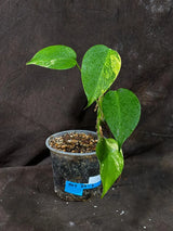 Monstera Aurea Variegated Borsigiana in a Nursery Pot - Monstera Aurea Top Cut Potted Plant - Monstera Marmota - Same Plant - US Seller