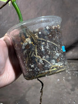 Monstera Aurea Variegated Borsigiana in a Nursery Pot - Monstera Aurea Top Cut Potted Plant - Monstera Marmota - Same Plant - US Seller