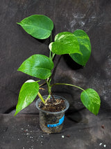 Variegated Monstera Albo Plant - Rare Indoor Plant - White Monstera Borsigiana Albo Baby Leaf Plant - Albo Monstera - EXACT Plant- US Seller