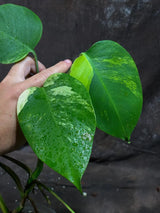 Variegated Monstera Albo Plant - Rare Indoor Plant - White Monstera Borsigiana Albo Baby Leaf Plant - Albo Monstera - EXACT Plant- US Seller