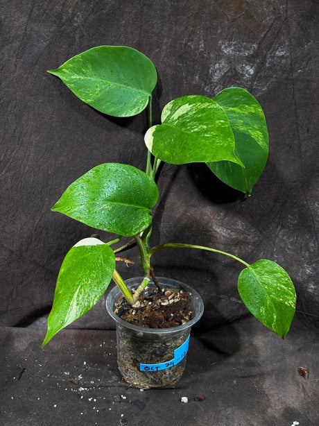 Variegated Monstera Albo Plant - Rare Indoor Plant - White Monstera Borsigiana Albo Baby Leaf Plant - Albo Monstera - EXACT Plant- US Seller