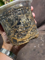 Variegated Monstera Albo Plant - Rare Indoor Plant - White Monstera Borsigiana Albo Baby Leaf Plant - Albo Monstera - EXACT Plant- US Seller