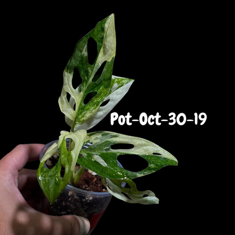 Variegated Monstera Adansonii Albo Plant Live - Rare Swiss Cheese EXACT Same Plant - Half-Moon Leaf - Collector's Aroid - US Seller