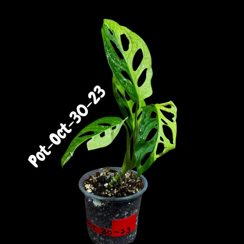 Variegated Monstera Adansonii Albo Plant Live - Rare Swiss Cheese EXACT Same Plant - Half-Moon Leaf - Collector's Aroid - US Seller