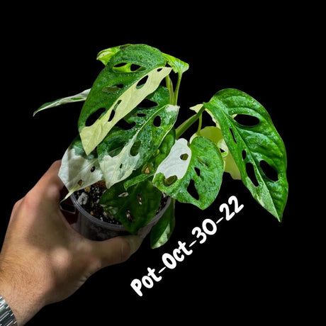 Variegated Monstera Adansonii Albo Plant Live - Rare Swiss Cheese EXACT Same Plant - Half-Moon Leaf - Collector's Aroid - US Seller