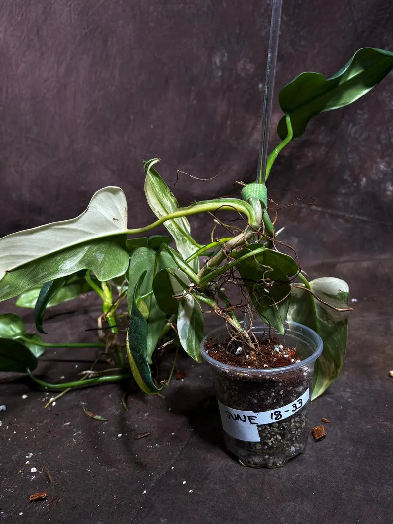 Variegated Philodendron Bipennifolium in a Nursery Pot - Bipennifolium Mature Plant - Collector's Aroid - Exact SAME Live Plant - US Seller
