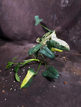 Variegated Philodendron Bipennifolium in a Nursery Pot - Bipennifolium Mature Plant - Collector's Aroid - Exact SAME Live Plant - US Seller