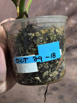 Monstera Aurea Variegated Borsigiana Live Plant - Monstera Aurea Mature Plant - Monstera Marmota Gift Plant - EXACT Same Plant - US Seller