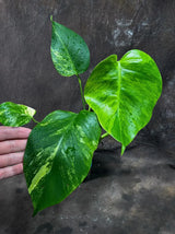 Monstera Aurea Variegated Borsigiana Live Plant - Monstera Aurea Mature Plant - Monstera Marmota Gift Plant - EXACT Same Plant - US Seller