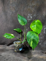 Monstera Aurea Variegated Borsigiana Live Plant - Monstera Aurea Mature Plant - Monstera Marmota Gift Plant - EXACT Same Plant - US Seller