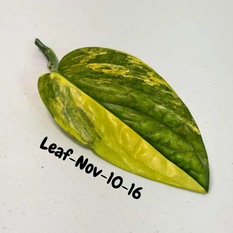 Variegated Monstera Peru Cuttings - Monstera Karstenianum Peru - Live Plant - houseplants - EXACT Same Plant - USA Seller