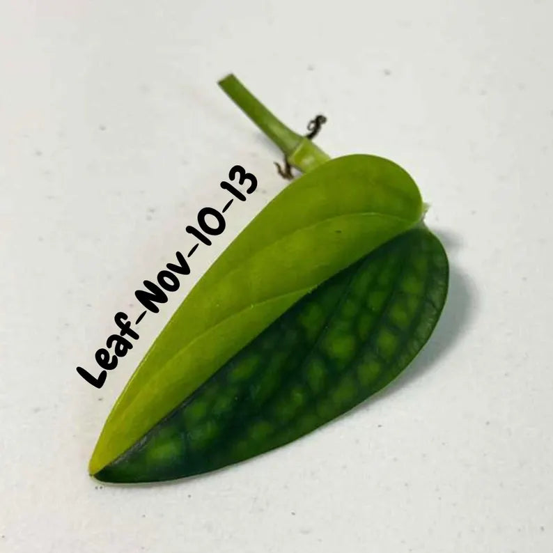 Variegated Monstera Peru Cuttings - Monstera Karstenianum Peru - Live Plant - houseplants - EXACT Same Plant - USA Seller