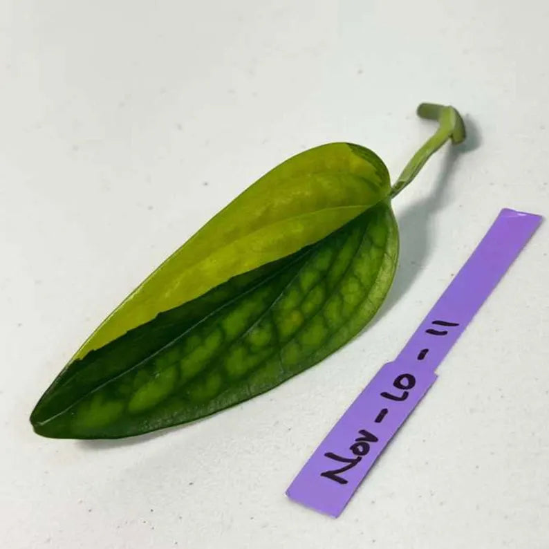 Variegated Monstera Peru Cuttings - Monstera Karstenianum Peru - Live Plant - houseplants - EXACT Same Plant - USA Seller