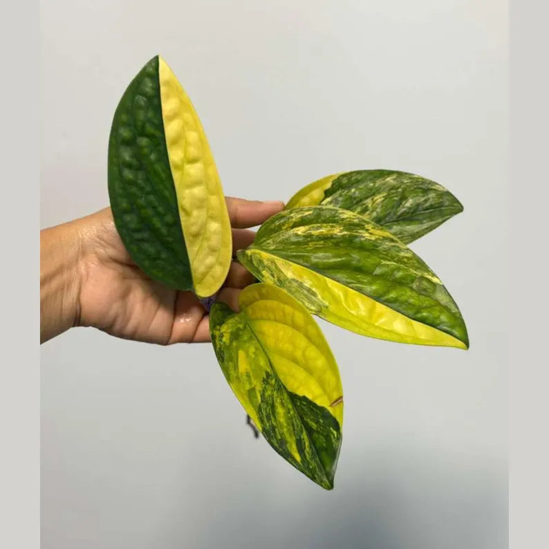 Variegated Monstera Peru Cuttings - Monstera Karstenianum Peru - Live Plant - houseplants - EXACT Same Plant - USA Seller