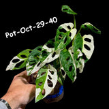 Variegated Monstera Adansonii Albo Plant Live - Rare Swiss Cheese EXACT Same Plant - Half-Moon Leaf - Collector's Aroid - US Seller