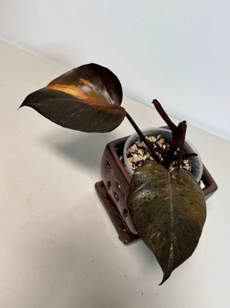 Philodendron Orange Princess