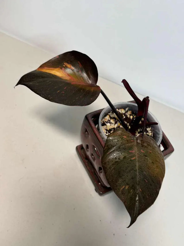 Philodendron Orange Princess