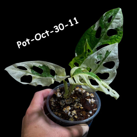 Variegated Monstera Adansonii Albo Plant Live - Rare Swiss Cheese EXACT Same Plant - Half-Moon Leaf - Collector's Aroid - US Seller