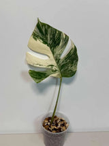 Variegated Monstera Albo Plant - Rare Indoor White Monstera Albo Borsigiana Plant - Albo Monstera Single Leaf Plant - EXACT Plant -US Seller