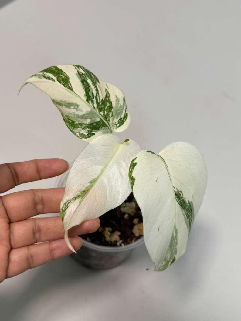Variegated Monstera Albo Plant - Rare Indoor White Monstera Albo Borsigiana Plant - Baby Leaf Plant - Indoor Plant - EXACT Plant - US Seller