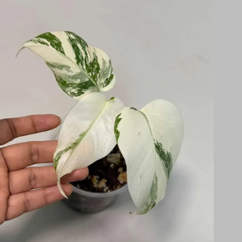 Variegated Monstera Albo Plant - Rare Indoor White Monstera Albo Borsigiana Plant - Baby Leaf Plant - Indoor Plant - EXACT Plant - US Seller