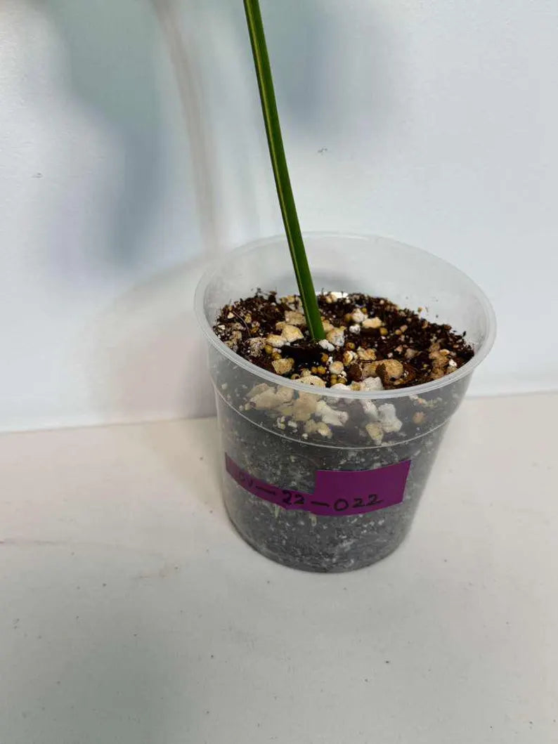 Philodendron Golden Dragon Live Plant - Variegated Plant in a Nursery Pot - Collector Rare Indoor Plant - Exact SAME plant - US Seller