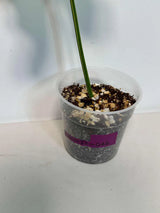 Philodendron Golden Dragon Live Plant - Variegated Plant in a Nursery Pot - Collector Rare Indoor Plant - Exact SAME plant - US Seller