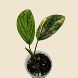 Variegated Monstera Peru EXACT Same Live Plant - Rare Aroid with Marbled Foliage - Air Purifying Plant - Live Collector Plant - US Seller