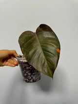 RARE Philodendron Orange Princess in a Nursery Pot - Orange Princess Marble Philodendron Live Plant - Same Potted Plant - US Seller