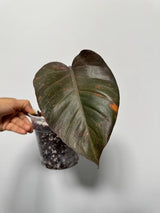 RARE Philodendron Orange Princess in a Nursery Pot - Orange Princess Marble Philodendron Live Plant - Same Potted Plant - US Seller
