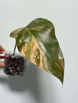 High Variegated Philodendron Strawberry Shake - Pink Rare Collector Plant - Gift Indoor Plant - Exact Same Plant - US Seller