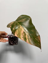 High Variegated Philodendron Strawberry Shake - Pink Rare Collector Plant - Gift Indoor Plant - Exact Same Plant - US Seller