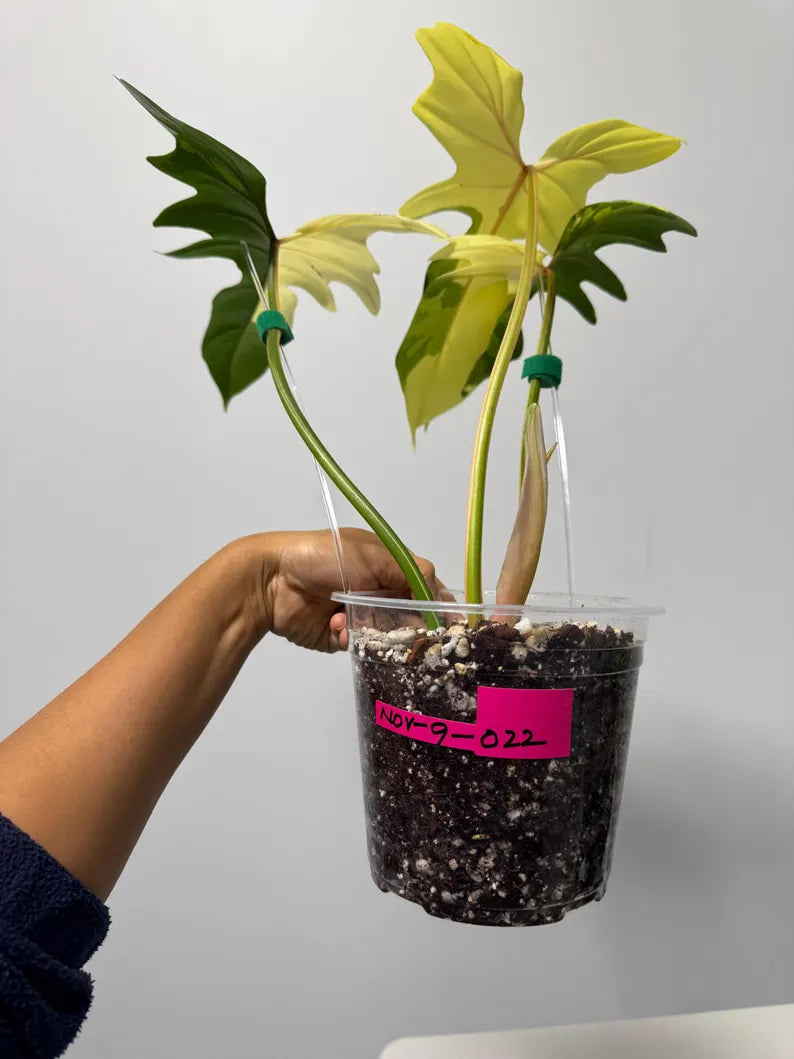 High Variegated Philodendron Golden Dragon Live Plant in a Nursery Pot - Collector Rare Indoor Plant - Exact SAME plant - US Seller