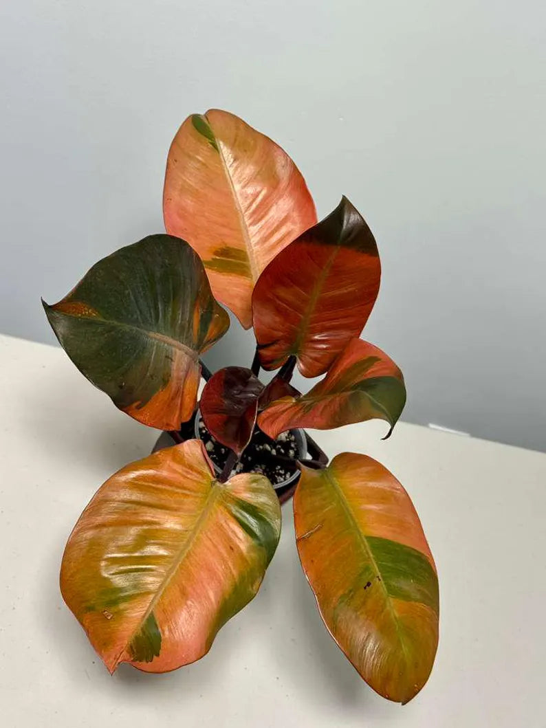 Variegated Black Cardinal Philodendron in a Nursery Pot - EXTREMELY Rare Collector Plant - Very Hard to come by - Indoor Plant - US Seller
