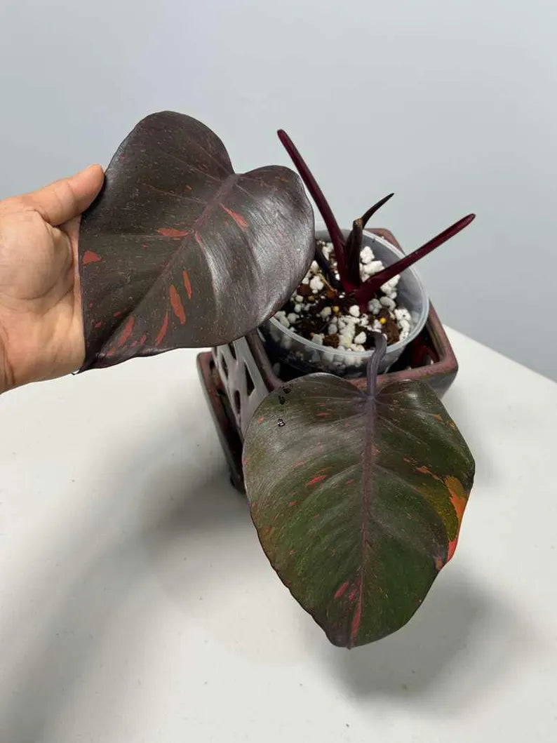 RARE Philodendron Orange Princess in a Nursery Pot - Orange Princess Marble Philodendron Live Plant - Same Potted Plant - US Seller