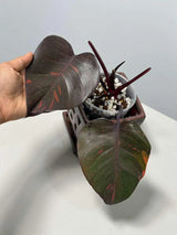 RARE Philodendron Orange Princess in a Nursery Pot - Orange Princess Marble Philodendron Live Plant - Same Potted Plant - US Seller