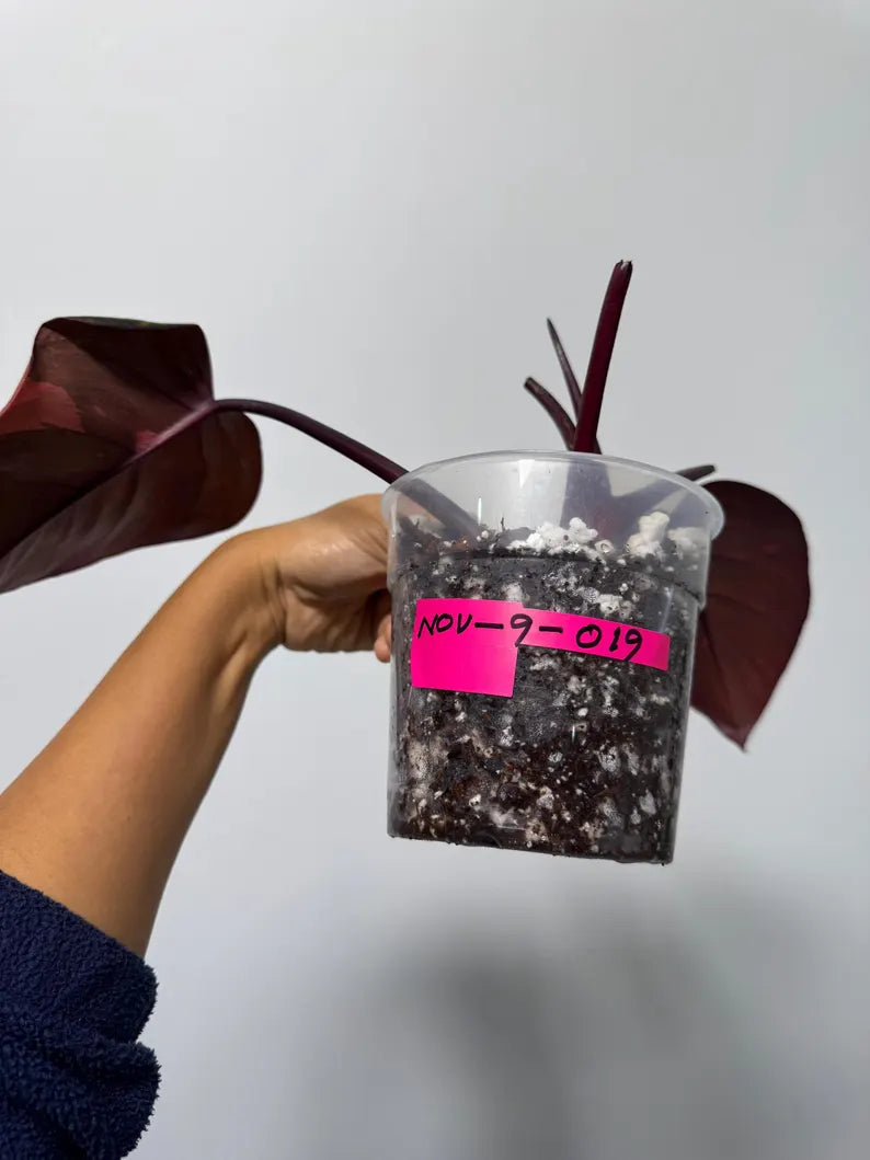 RARE Philodendron Orange Princess in a Nursery Pot - Orange Princess Marble Philodendron Live Plant - Same Potted Plant - US Seller