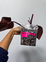 RARE Philodendron Orange Princess in a Nursery Pot - Orange Princess Marble Philodendron Live Plant - Same Potted Plant - US Seller