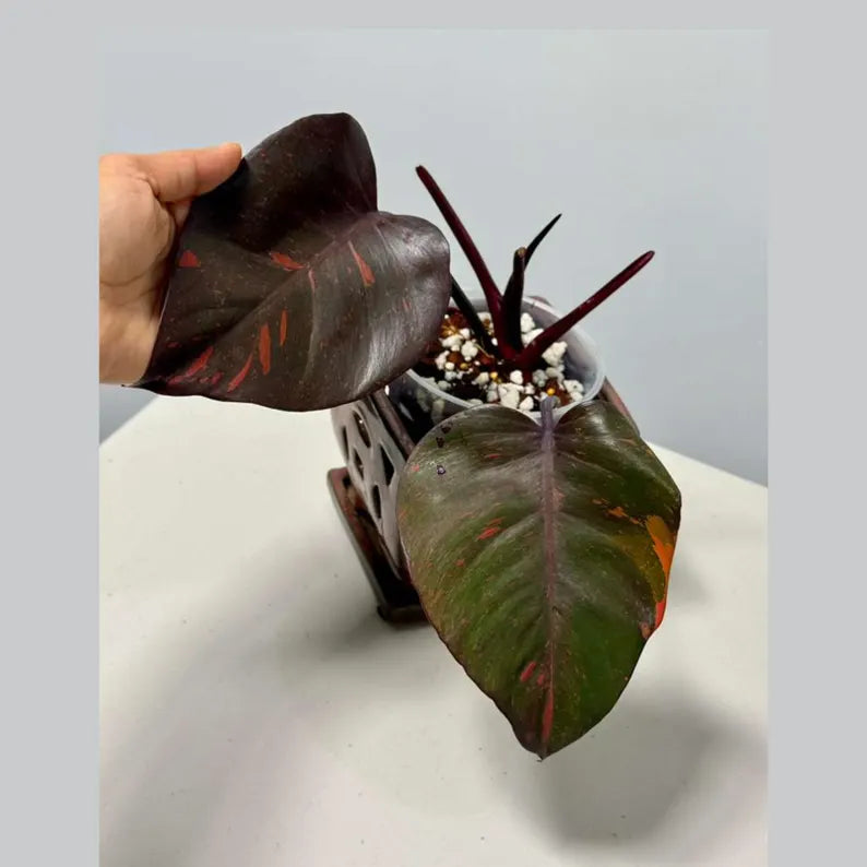 RARE Philodendron Orange Princess in a Nursery Pot - Orange Princess Marble Philodendron Live Plant - Same Potted Plant - US Seller