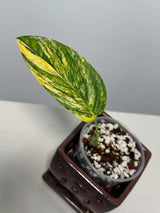 Variegated Monstera Peru in a Nursery Pot - Live Houseplants - Air Purifying Plant - Beginners Plant - Rare Collector Plant - US Seller