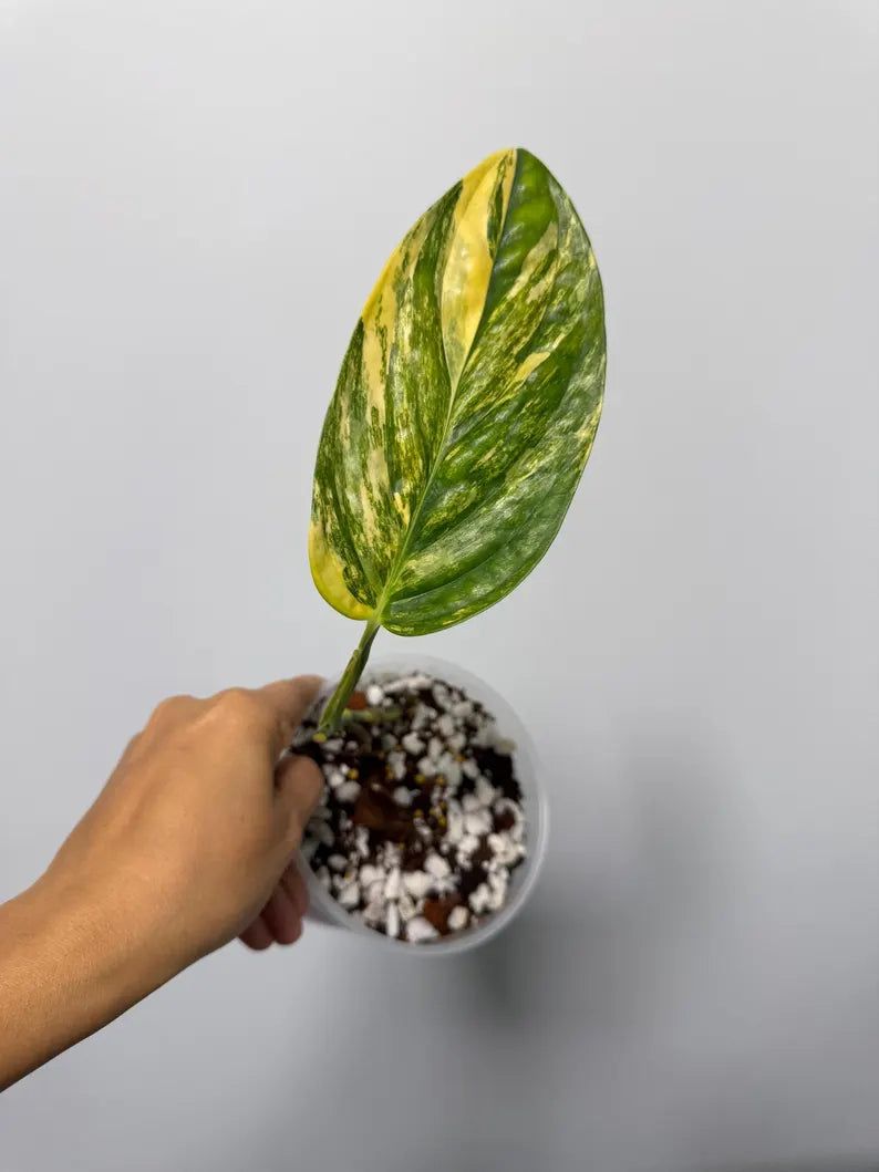 Variegated Monstera Peru in a Nursery Pot - Live Houseplants - Air Purifying Plant - Beginners Plant - Rare Collector Plant - US Seller