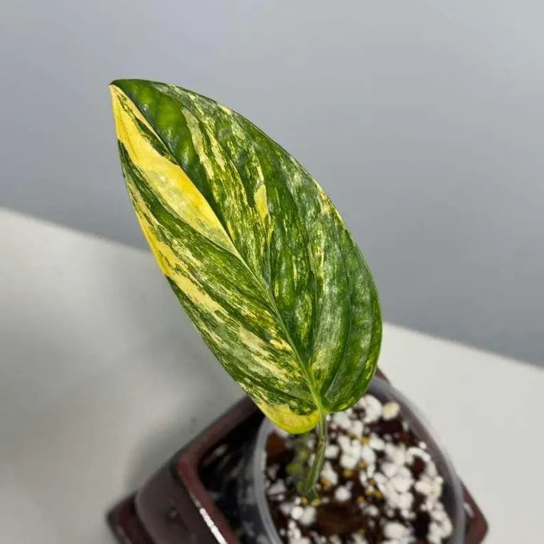 Variegated Monstera Peru in a Nursery Pot - Live Houseplants - Air Purifying Plant - Beginners Plant - Rare Collector Plant - US Seller