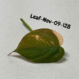 Variegated Philodendron Mican Aurea Cuttings - Velvet Heartleaf Philodendron - Vining Indoor Plant - Exotic Office Plants - US Seller