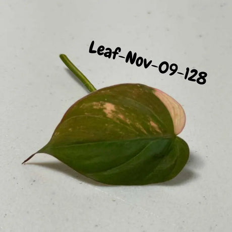 Variegated Philodendron Mican Aurea Cuttings - Velvet Heartleaf Philodendron - Vining Indoor Plant - Exotic Office Plants - US Seller