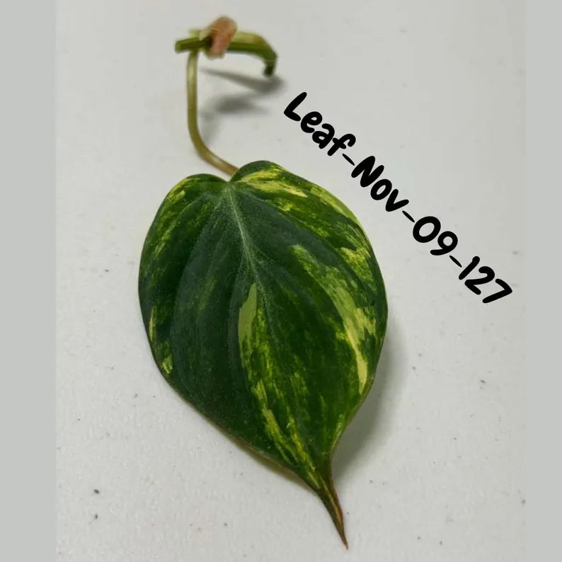 Variegated Philodendron Mican Aurea Cuttings - Velvet Heartleaf Philodendron - Vining Indoor Plant - Exotic Office Plants - US Seller