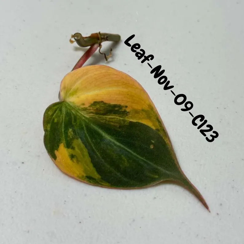 Variegated Philodendron Mican Aurea Cuttings - Velvet Heartleaf Philodendron - Vining Indoor Plant - Exotic Office Plants - US Seller